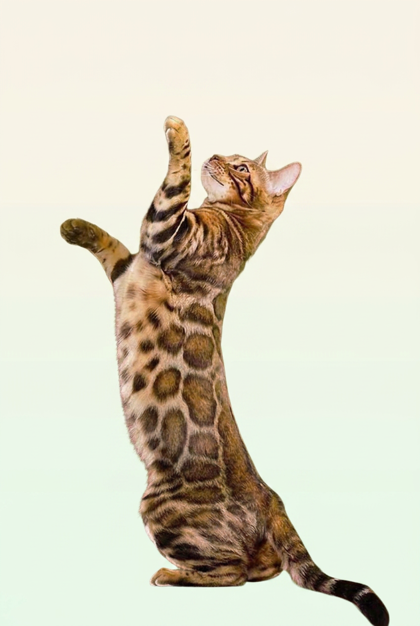 Bengal